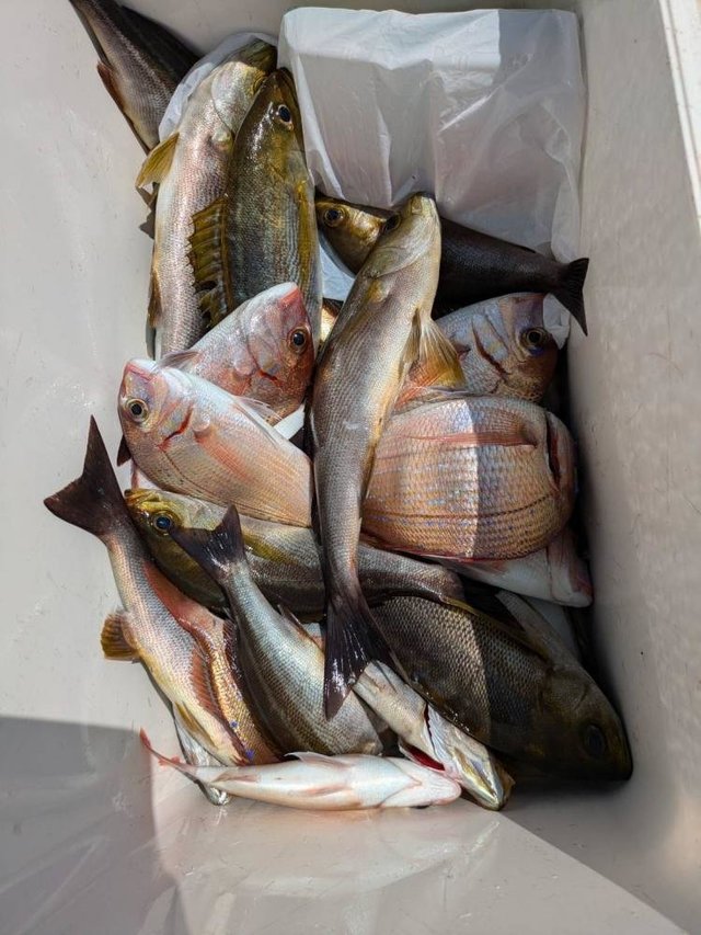 ハナダイ(チダイ)・イサキ