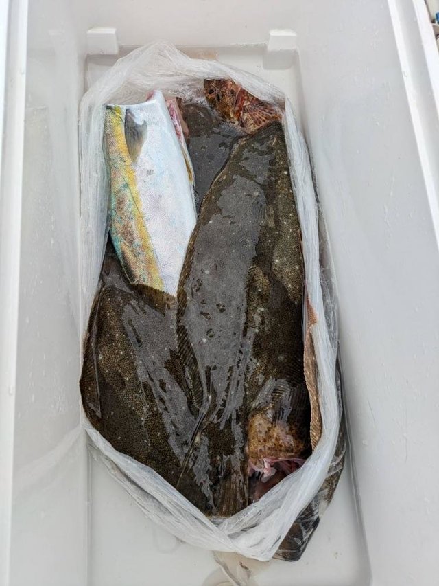 イナダ(ブリ)・カサゴ・ヒラメ