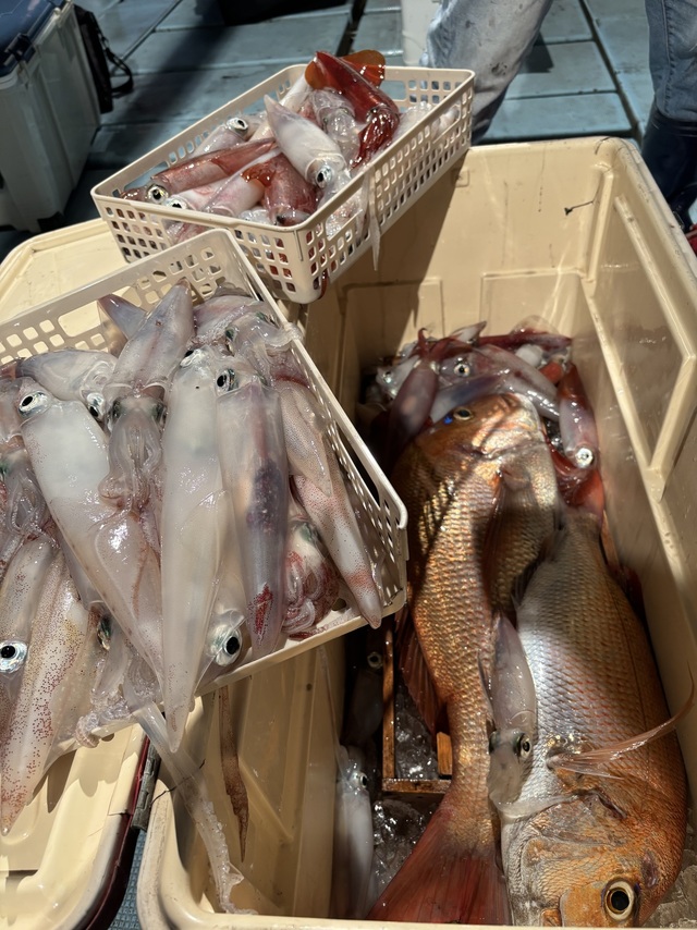 マダイ・ヤリイカ