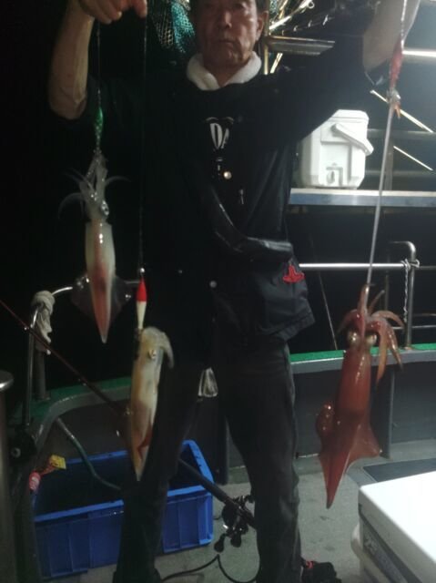 イカ(ヤリイカ)