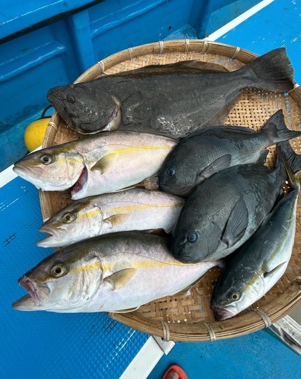 メジナ・ワカシ(ブリ)・ショゴ(カンパチ)・ヒラメ