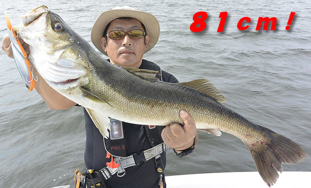 シーバス(スズキ)