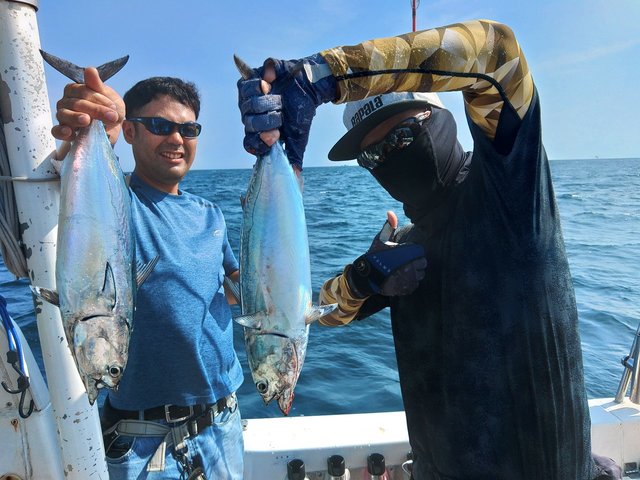 スマガツオ(スマ)