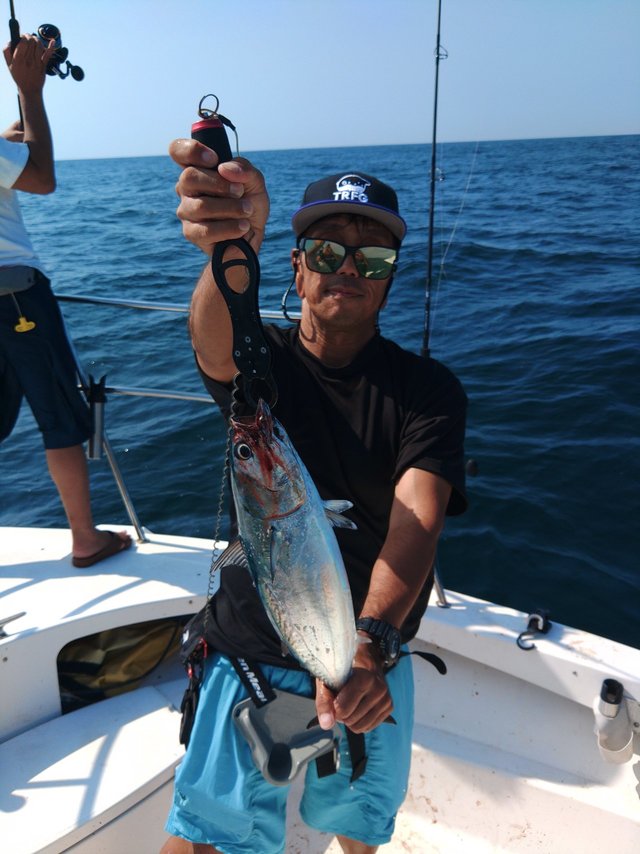 スマガツオ(スマ)