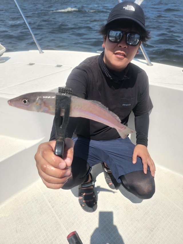 キス(シロギス)