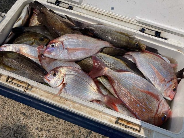 ハナダイ(チダイ)