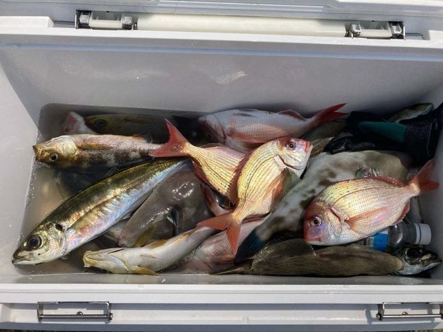 ハナダイ(チダイ)・アジ(マアジ)