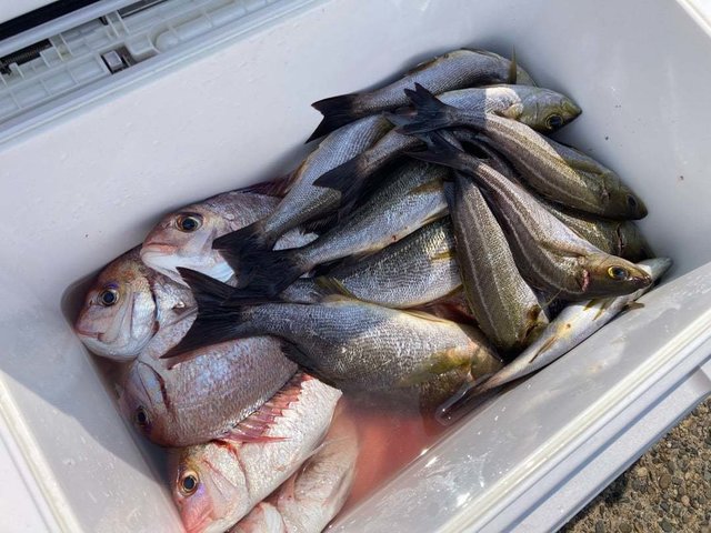 ハナダイ(チダイ)・イサキ