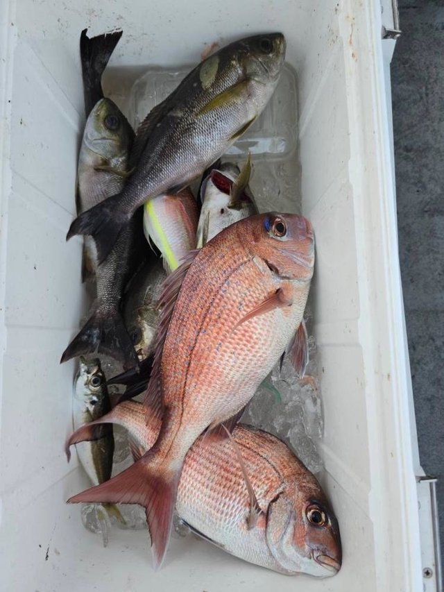 マダイ・イサキ