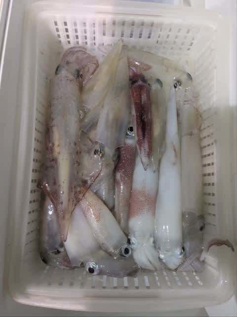 アカイカ(ケンサキイカ)