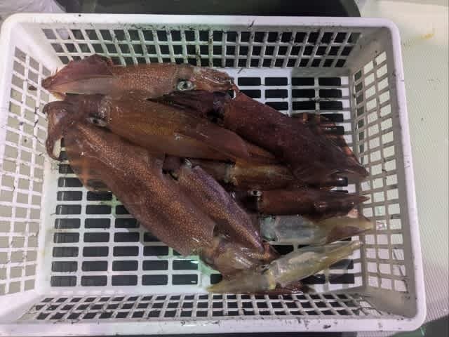 アカイカ(ケンサキイカ)