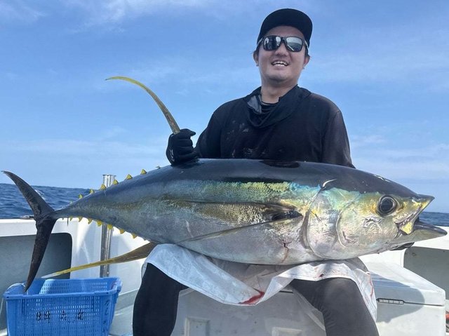 キハダマグロ(キハダ)