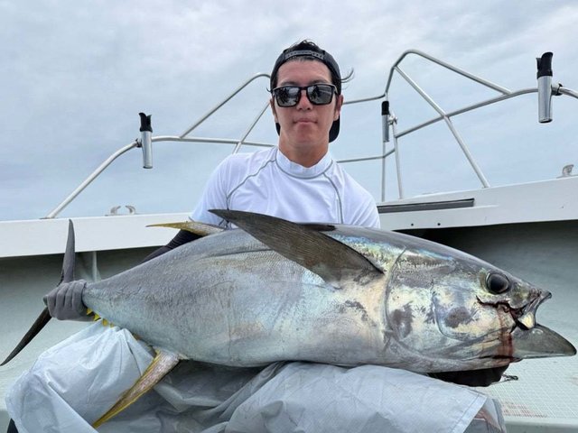 キハダマグロ(キハダ)