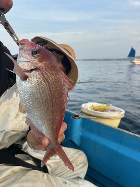 ハナダイ(チダイ)