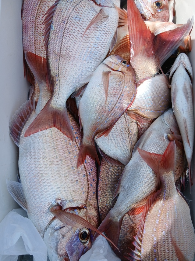 マダイ・ハナダイ(チダイ)