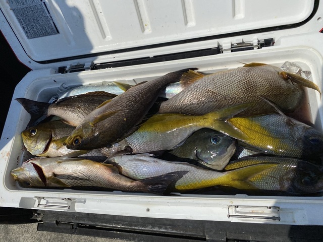 ウメイロ・イサギ(イサキ)