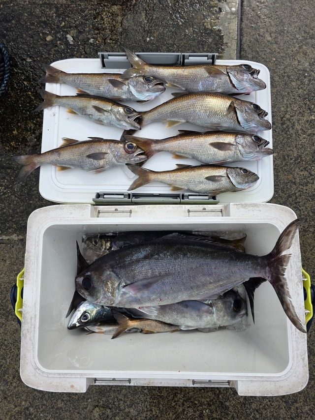 クロムツ・メダイ