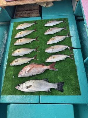 マダイ・スズキ・カンパチ