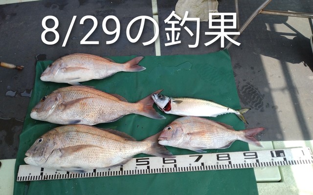 マダイ・マサバ