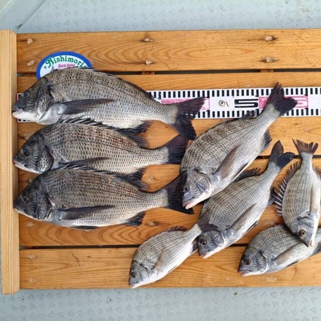 チヌ(クロダイ)