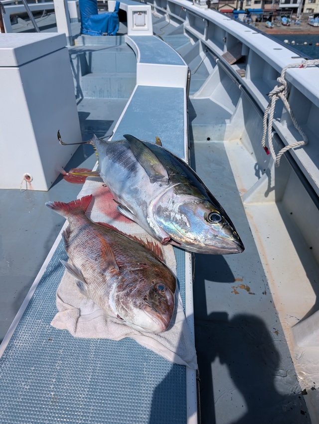 キハダマグロ(キハダ)