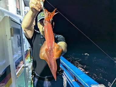 マイカ(ケンサキイカ)