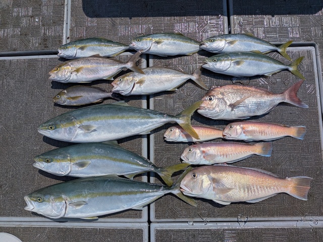 タイ(マダイ)・ブリ・ツバス(ブリ)・カンパチ・シロアマダイ