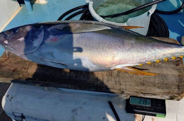 キハダマグロ(キハダ)