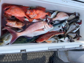 マダイ・イサキ・キントキ(チカメキントキ)・クロムツ・サバ(マサバ)・ホウボウ