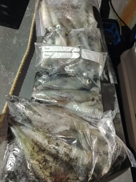 イカ(ヤリイカ)