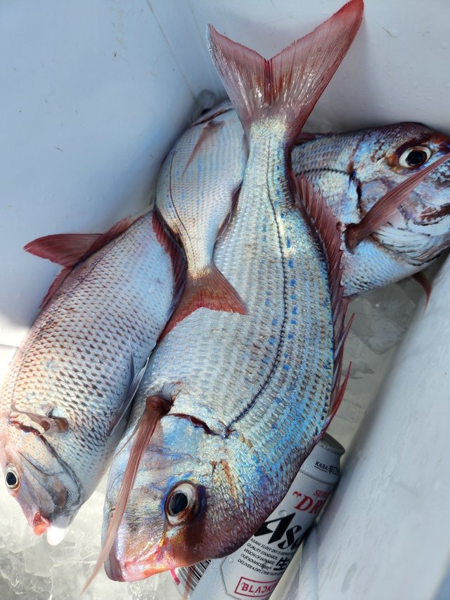 マダイ・ハナダイ(チダイ)