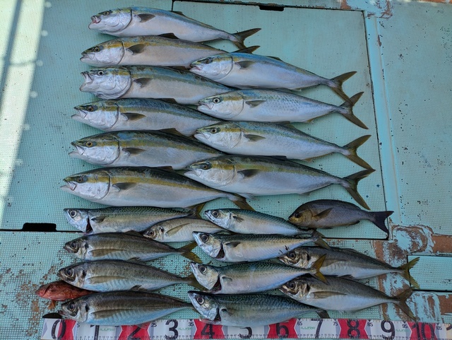 アジ(マアジ)・メジロ(ブリ)・イサギ(イサキ)・マサバ