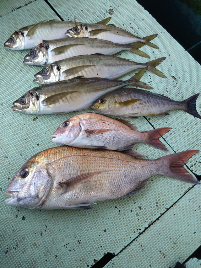 タイ(マダイ)・アジ(マアジ)・イサギ(イサキ)