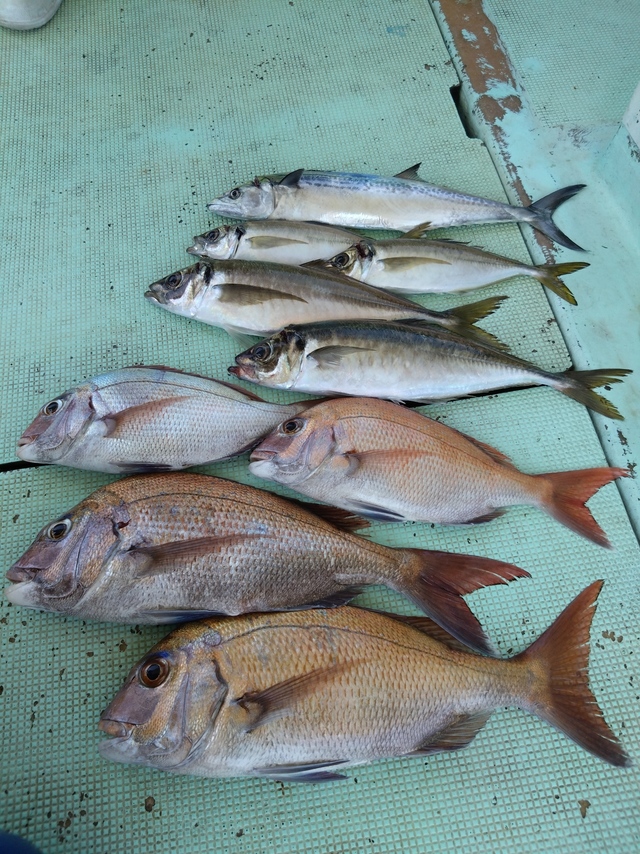 タイ(マダイ)・アジ(マアジ)・サゴシ(サワラ)