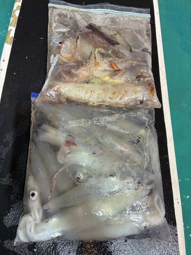 アカイカ(ケンサキイカ)