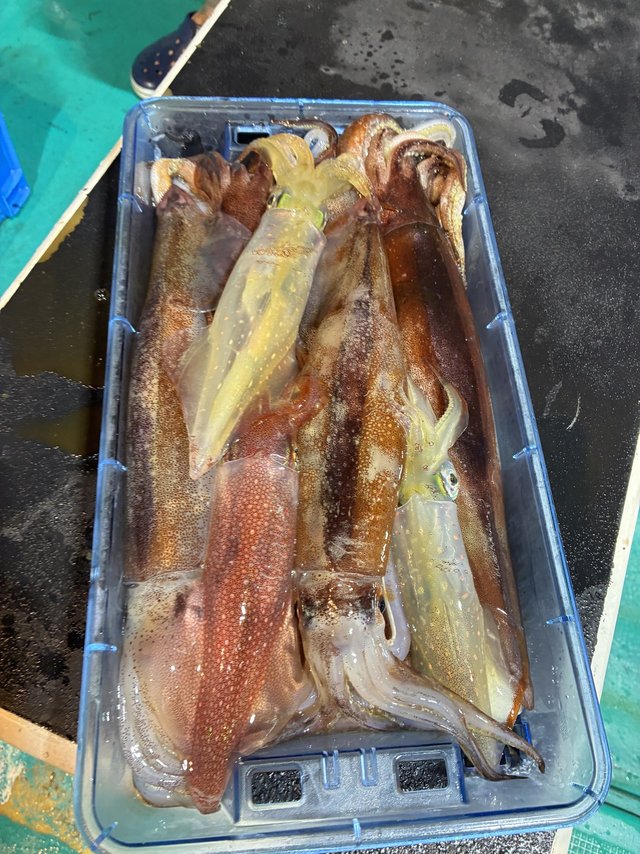 アカイカ(ケンサキイカ)