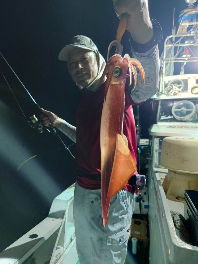 シロイカ(ケンサキイカ)