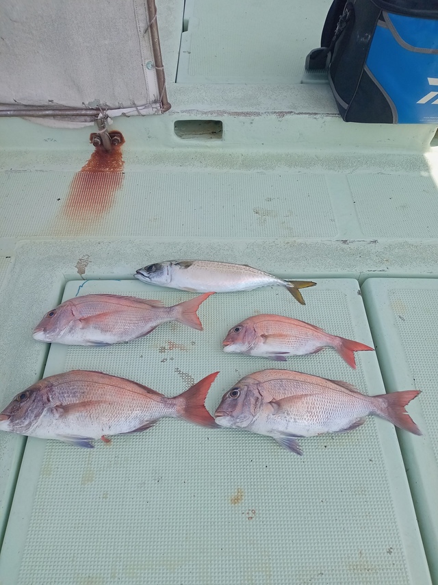 マダイ・サバ(マサバ)