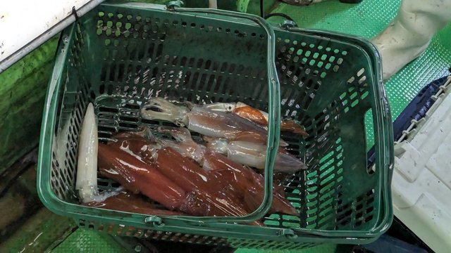 イカ(ケンサキイカ)