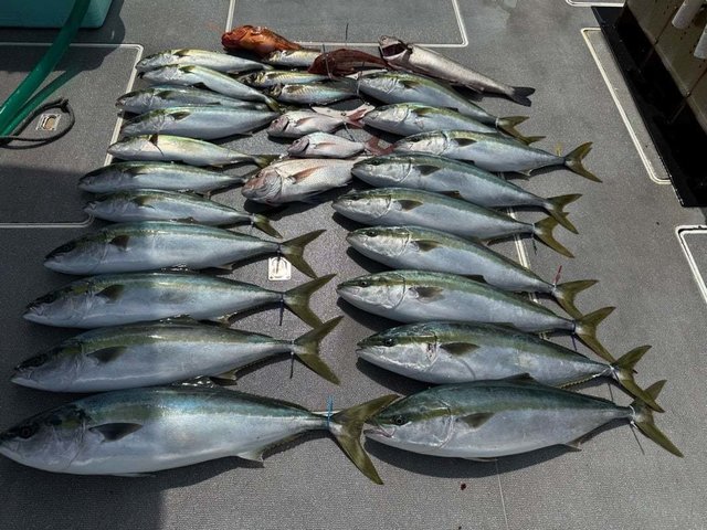 マダイ・シーバス(スズキ)・ワラサ(ブリ)・カサゴ・マゴチ