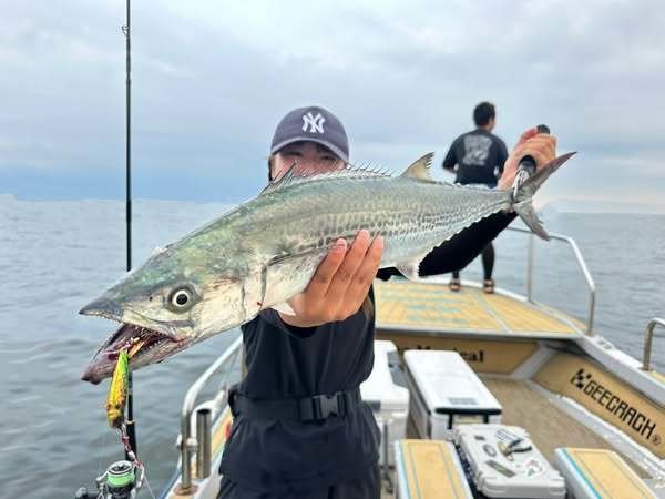 サゴシ(サワラ)