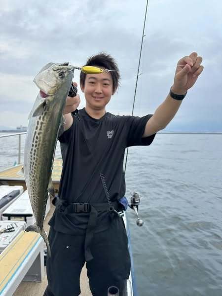 サゴシ(サワラ)