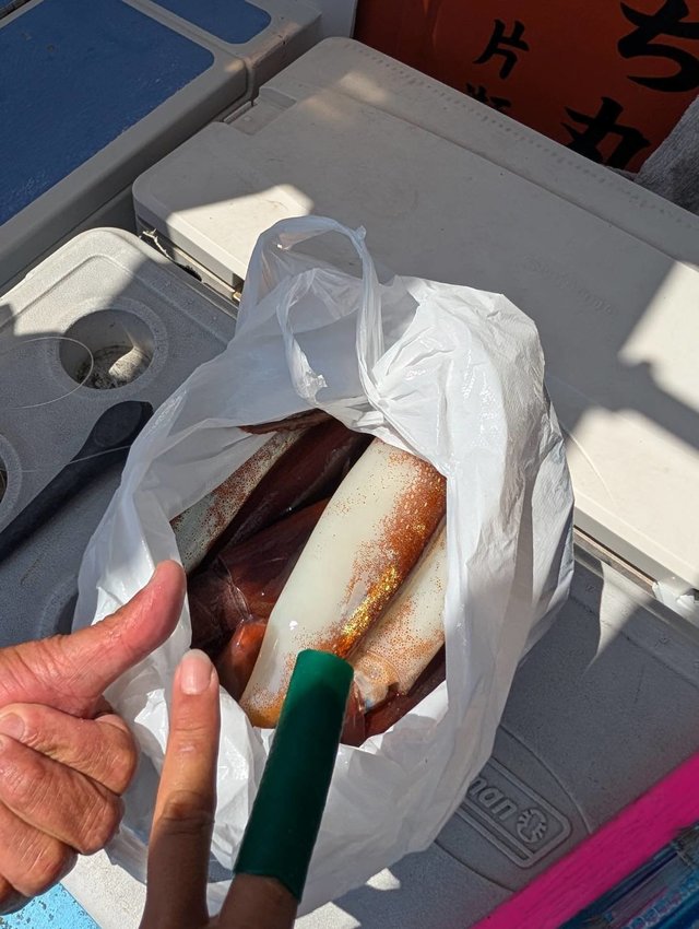 スルメ(スルメイカ)