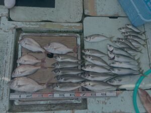 マダイ・マアジ・マサバ