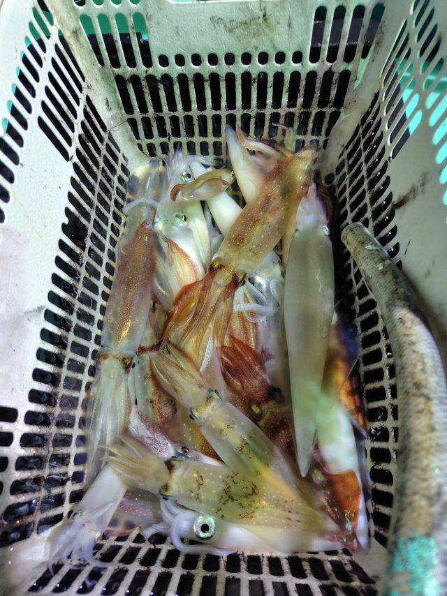 シロイカ(ケンサキイカ)