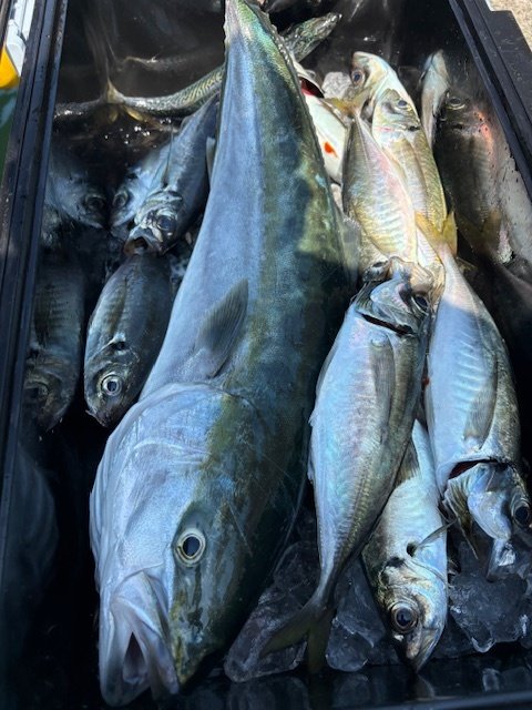 アジ(マアジ)・ワラサ(ブリ)