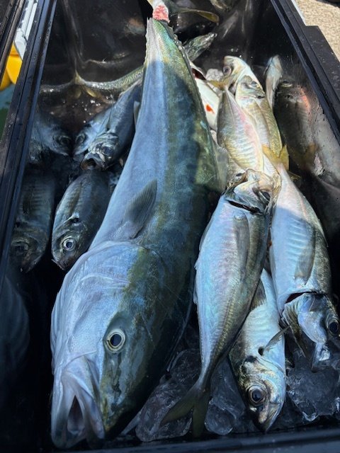 アジ(マアジ)・ワラサ(ブリ)・サバ(ゴマサバ)