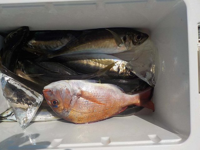 マダイ・マアジ