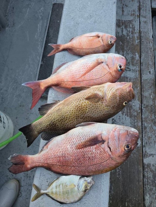 マダイ・ハタ(マハタ)