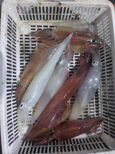 アカイカ(ケンサキイカ)